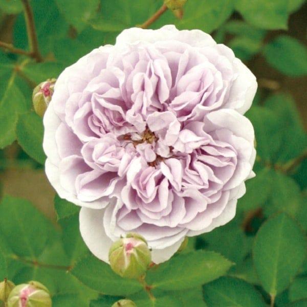 バラ苗 予約大苗 2026 レイニー ブルー Rainy Blue 国産ノイバラ台木