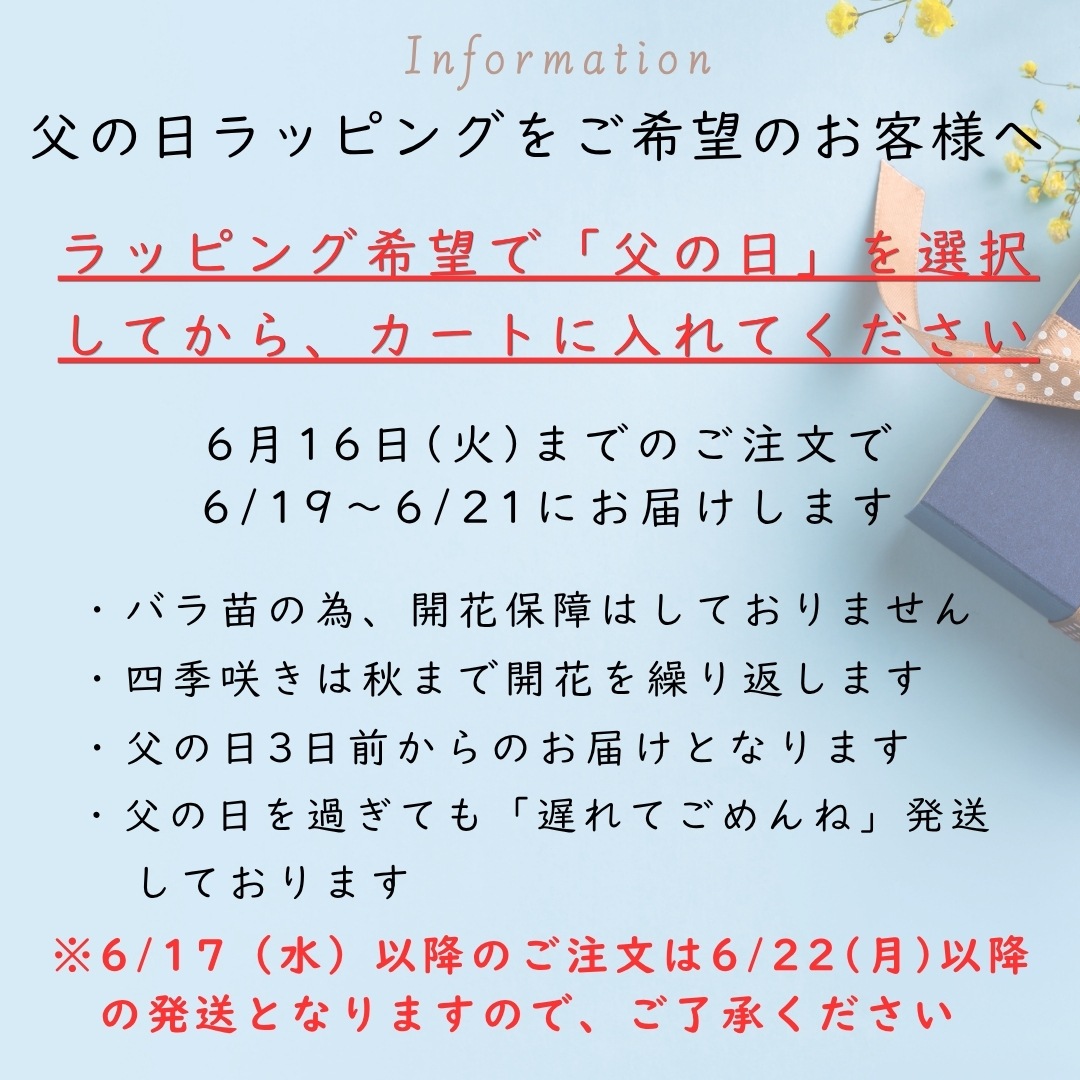 バラ苗 大苗 2026 レイニー ブルー Rainy Blue 国産ノイバラ台木使用