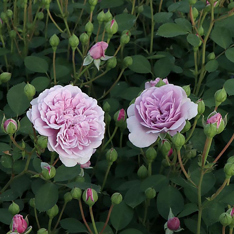 バラ苗 予約大苗 2026 レイニー ブルー Rainy Blue 国産ノイバラ台木