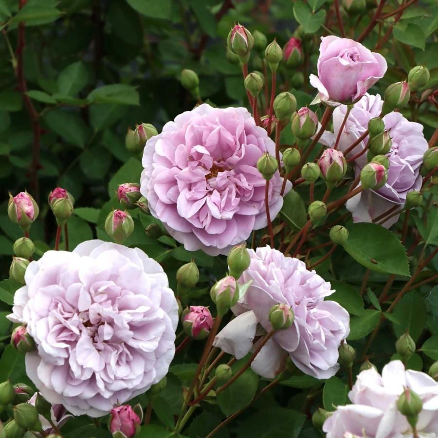 バラ苗 大苗 2026 レイニー ブルー Rainy Blue 国産ノイバラ台木使用