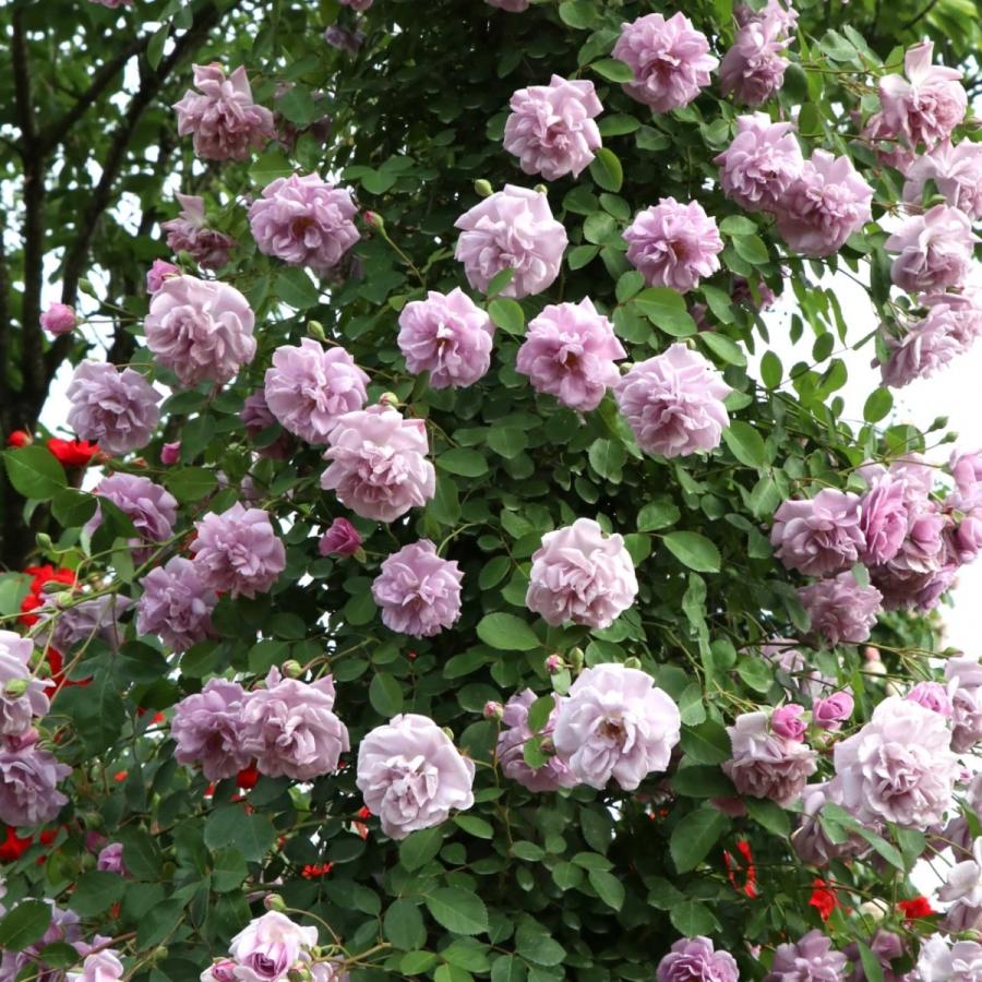 バラ苗 大苗 2026 レイニー ブルー Rainy Blue 国産ノイバラ台木使用