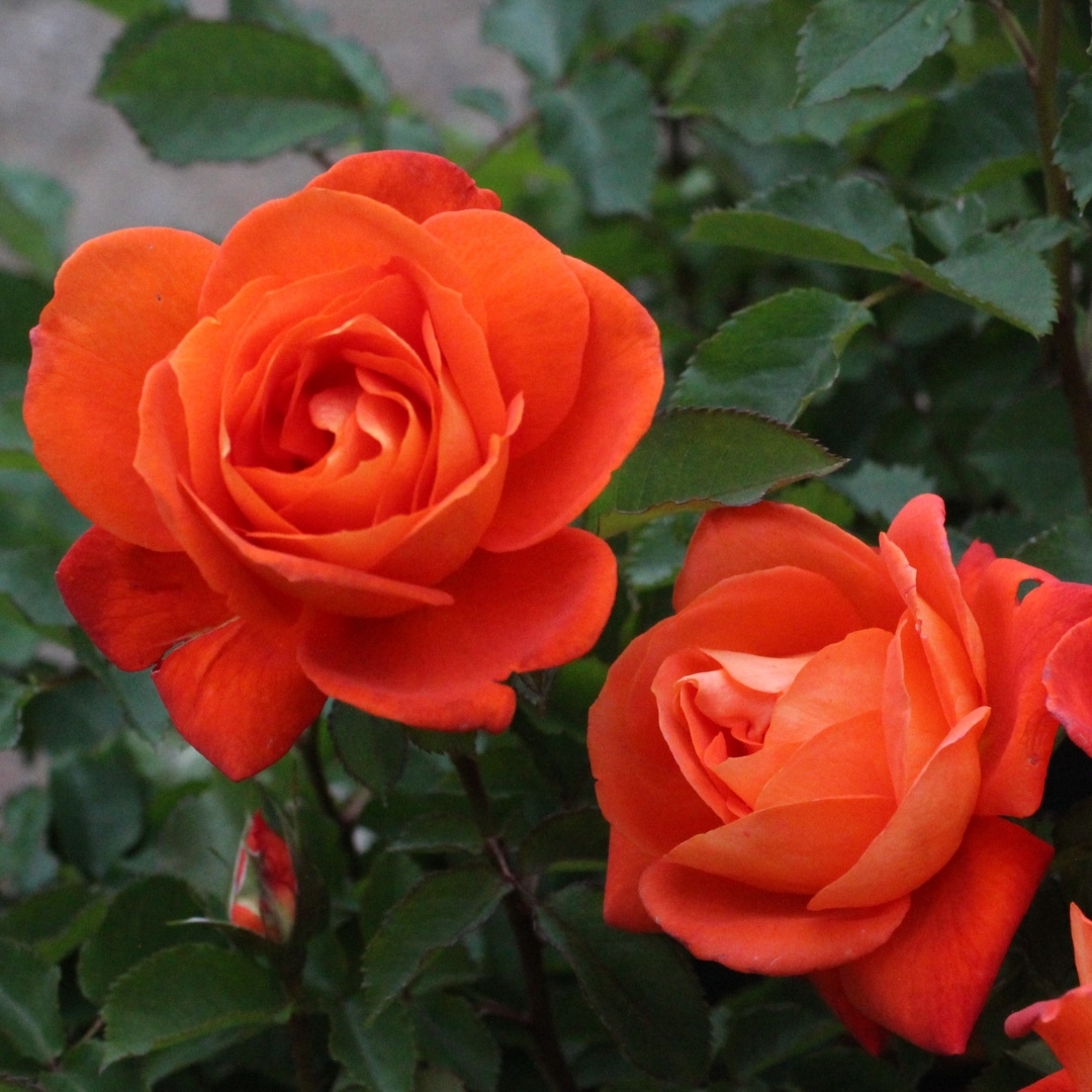 バラ苗 予約大苗 2026 スーパー トローパー Super Trouper 国産