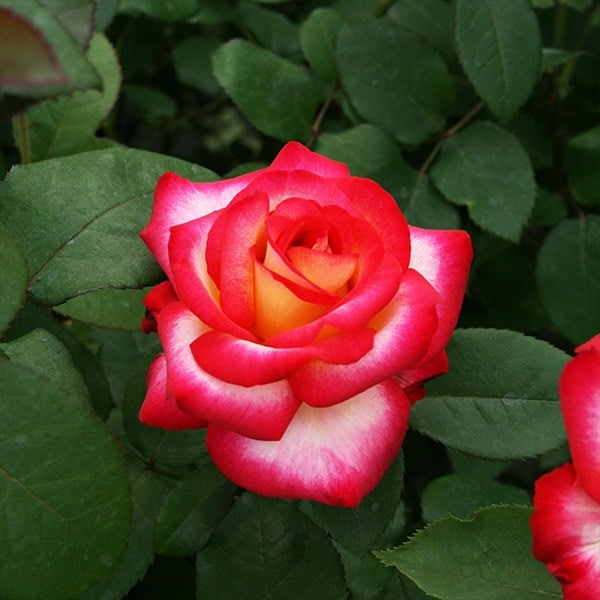 バラ苗 図鑑 レオ フェレ Leo Ferre 国産ノイバラ台木使用 | 系統から