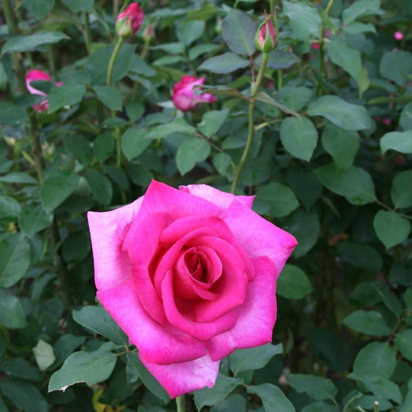 バラ苗 図鑑 パローレ Parole 国産ノイバラ台木使用 | すべての商品