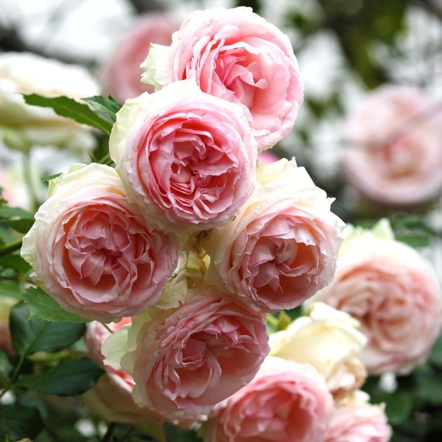 バラ苗 長尺苗 ピエール ドゥ ロンサール 国産ノイバラ台木使用 | 長尺