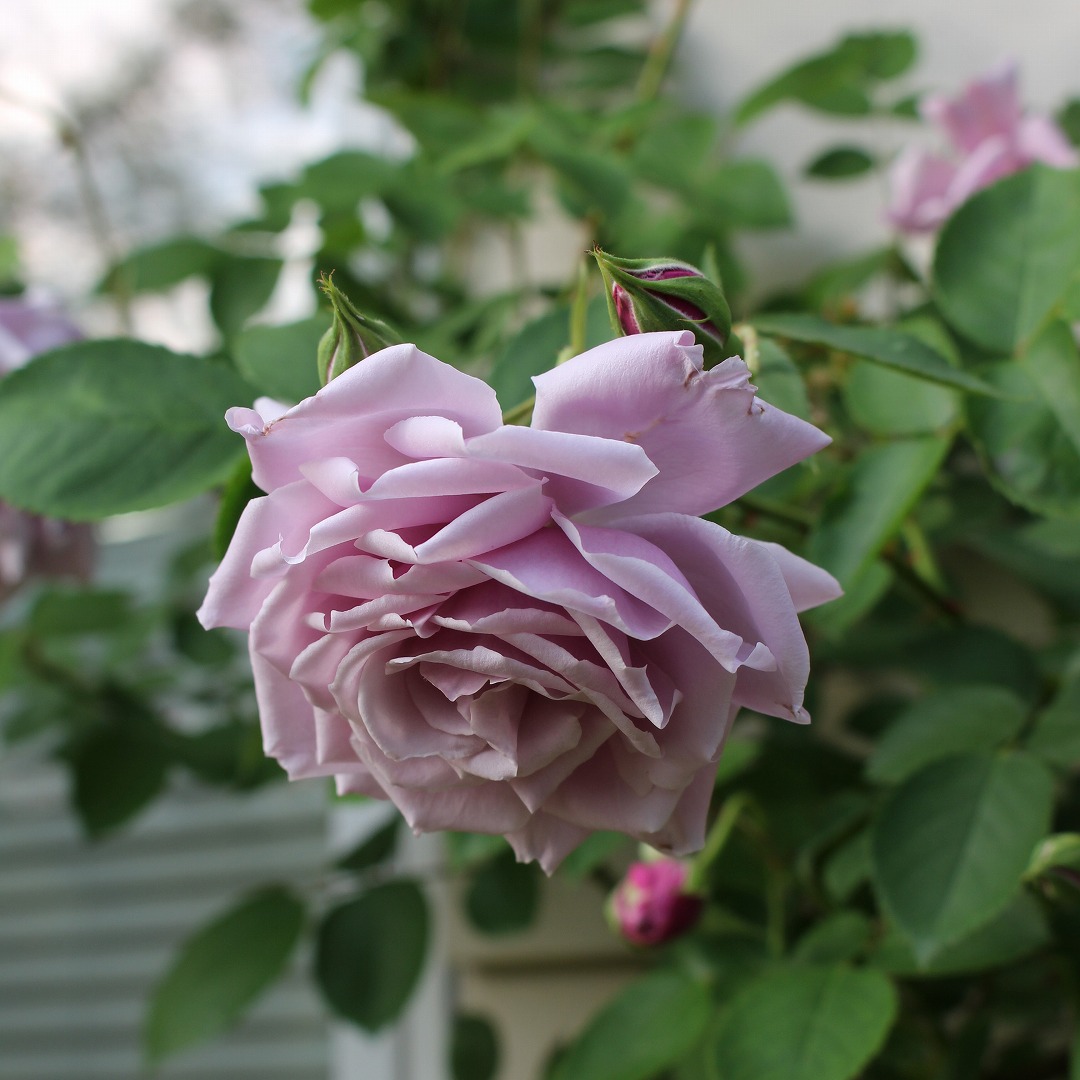 バラ苗 予約大苗 2026 モルガン Morgan 国産ノイバラ台木使用 | 予約