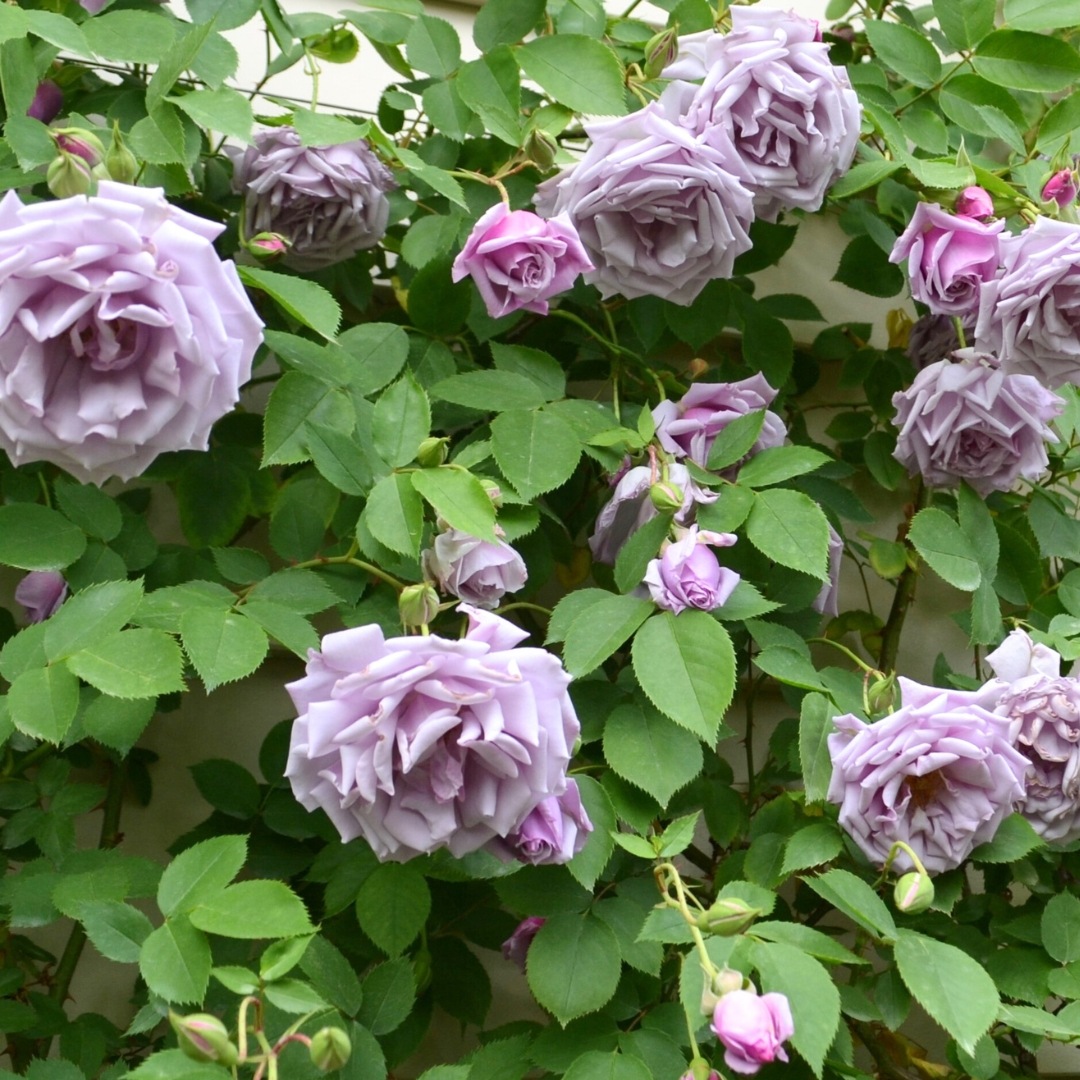 バラ苗 予約大苗 2026 モルガン Morgan 国産ノイバラ台木使用 | 予約