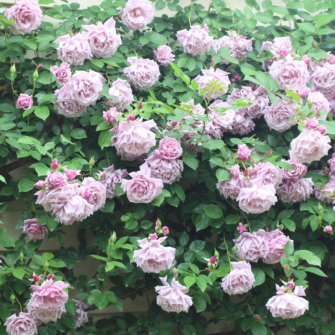 フルリ【新品未使用】バラ売りOK バラ苗 予約大苗 2026 モルガン Morgan 国産ノイバラ台木使用 | 予約