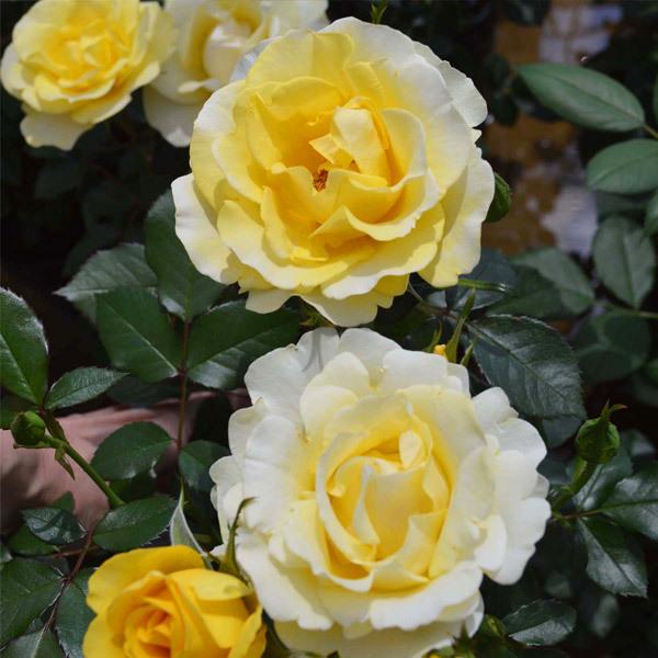 後藤様専用」 切り花品種バラ苗 レアバラ 4点 後藤」切り花品種バラ苗