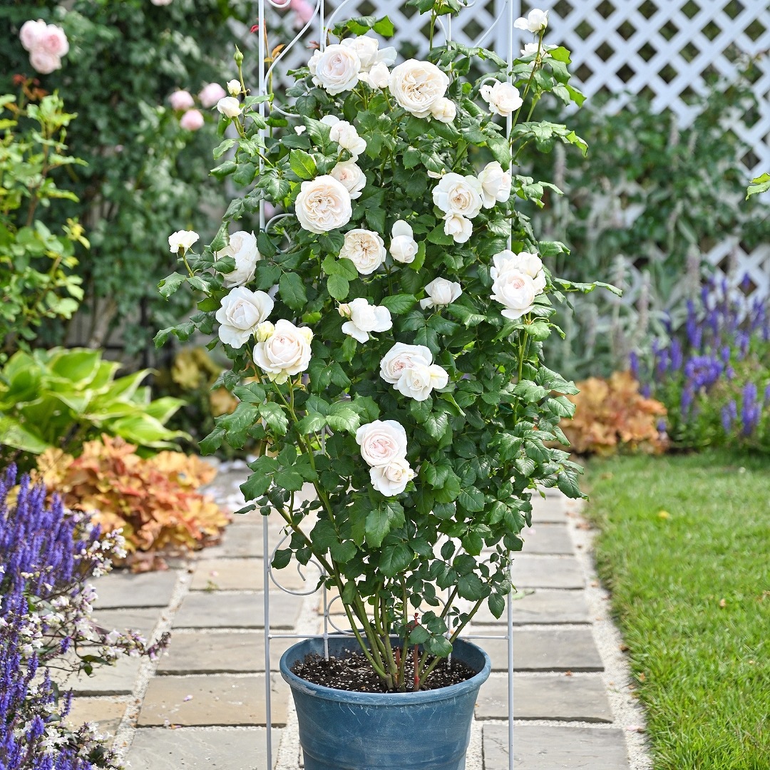 ホップ特大苗　ハラタウ 61Osutma-gL._AC_UF1000,