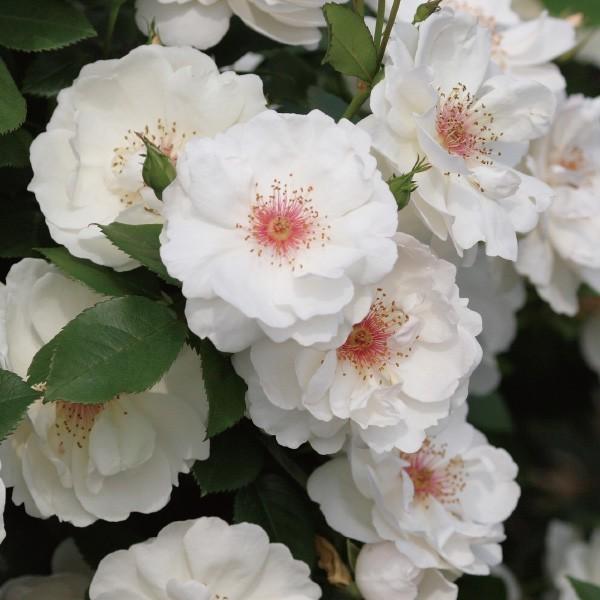 バラ苗 予約新苗 2026 ジャクリーヌ デュ プレ Jacqueline du Prè 国産