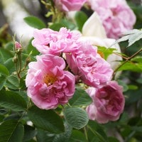 レアバラ苗 バラ苗 レア薔薇 珍しいバラ J 【公式通販】