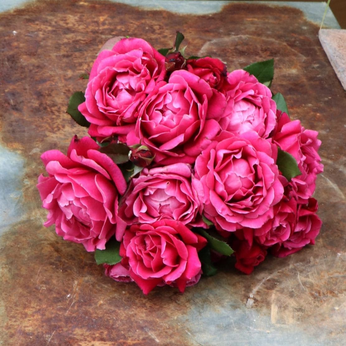 Noelさま専用　バラ苗3品 Noelさま専用 バラ苗3品 Noelさま専用 バラ苗3品 rose-sato34-2.jpg