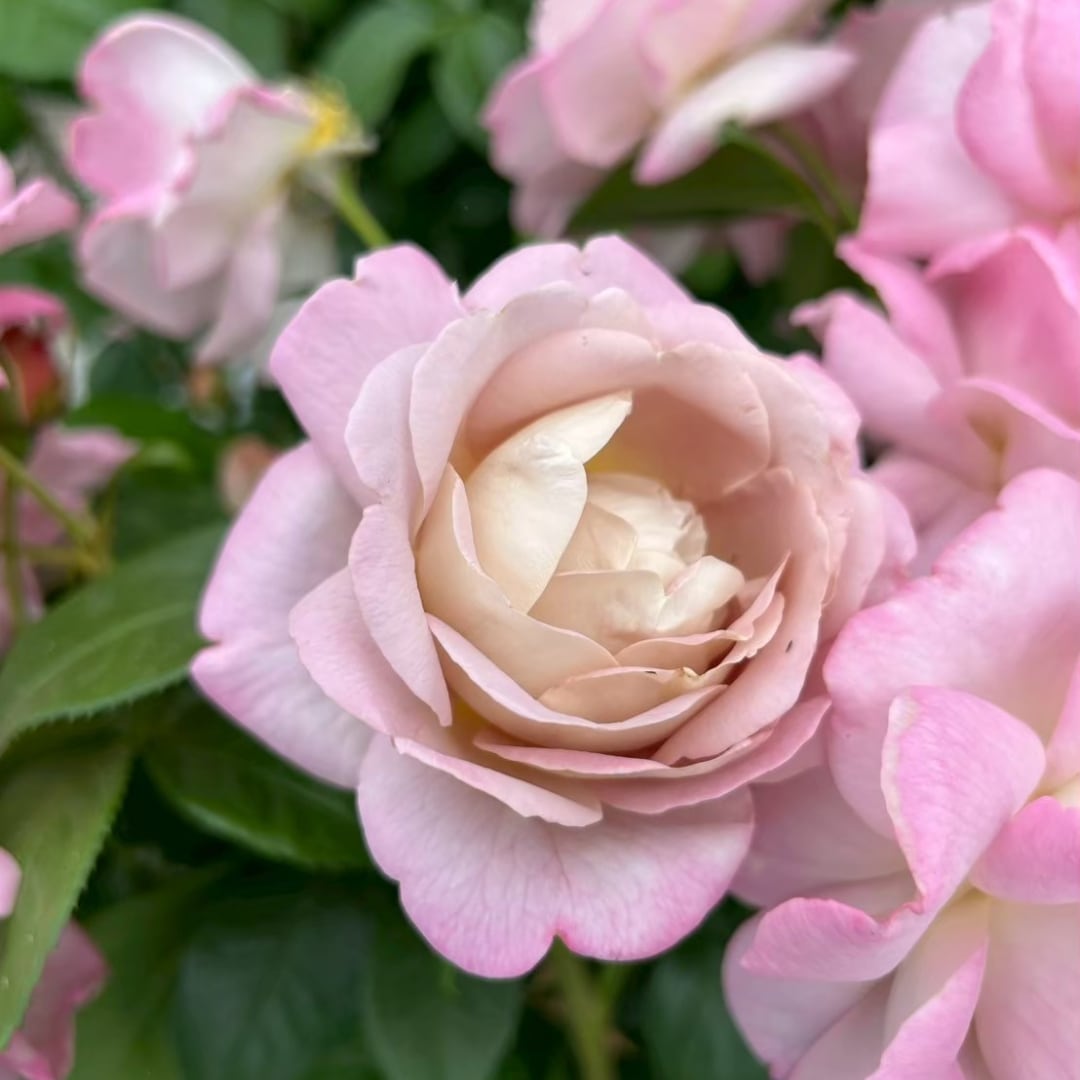 バラ苗 予約大苗 2026 キャメル Camel 国産ノイバラ台木使用 | 予約