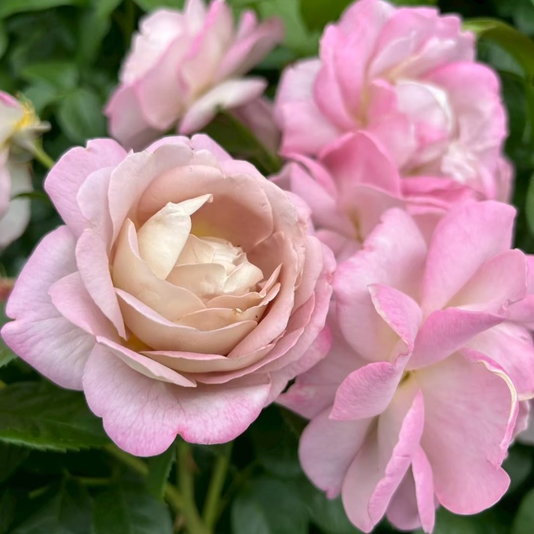 ❀専用❀同梱　バラ　苗　2880円 タフタ（大苗予約） 7号鉢植え バラ苗 シュラブローズ 四季咲き 中輪