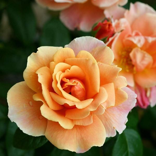 1_000000004012.jpg?1741588703