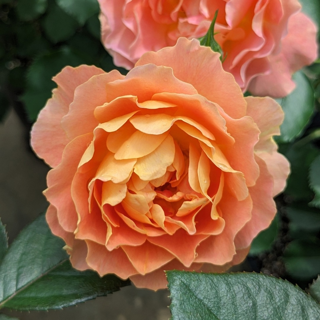 1_000000004612.jpg?1753849633