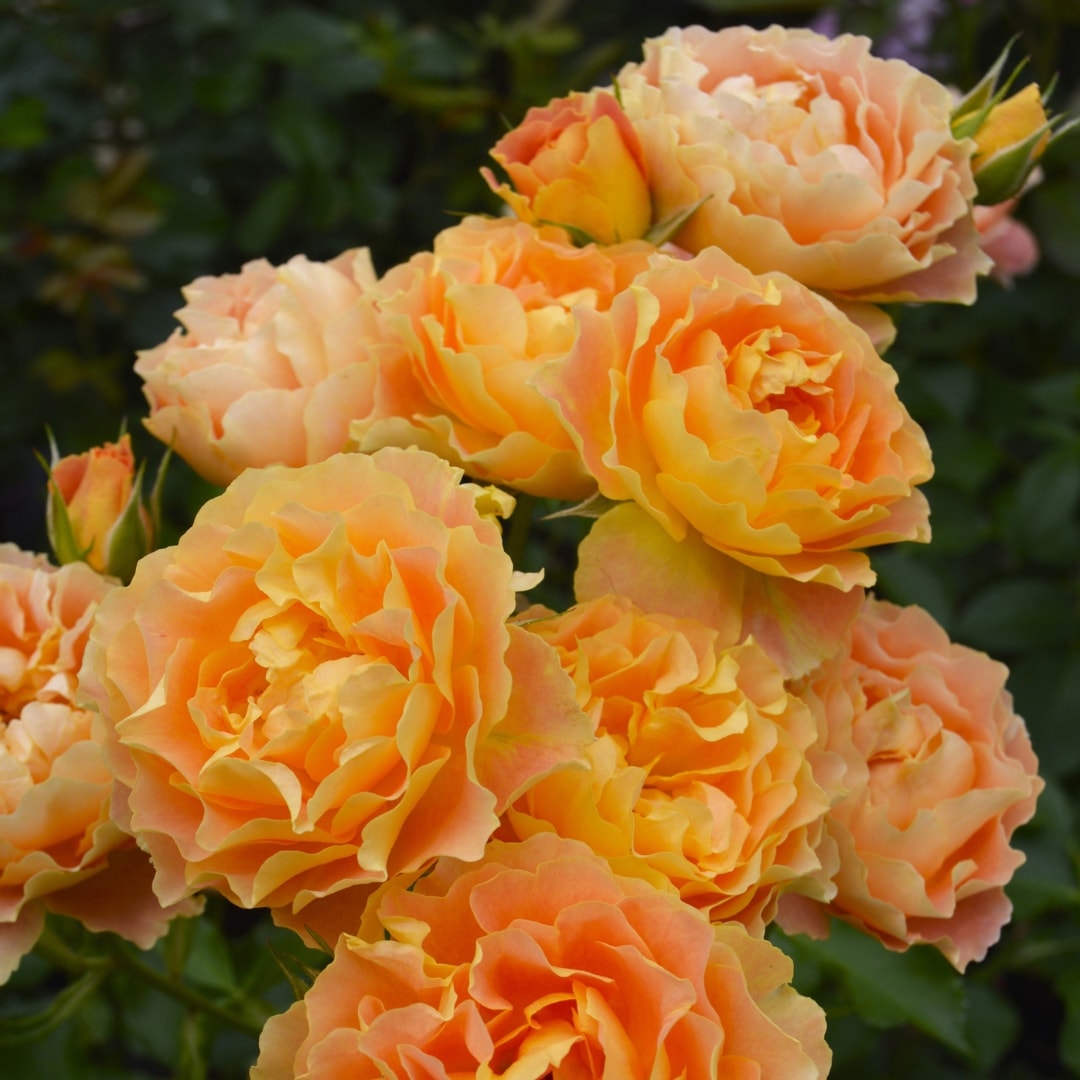 ＊màrÏdÖn様確認用＊バラ苗 ばら苗　アプリコット色 バラ苗 大苗 2026 アプリコット シフォン Apricot Chiffon 国産