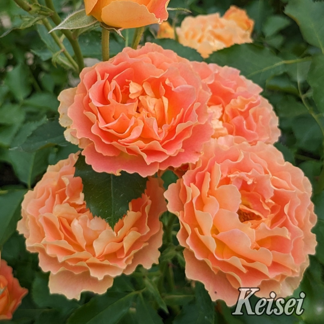 バラ苗 予約大苗 2026 アプリコット シフォン Apricot Chiffon 国産