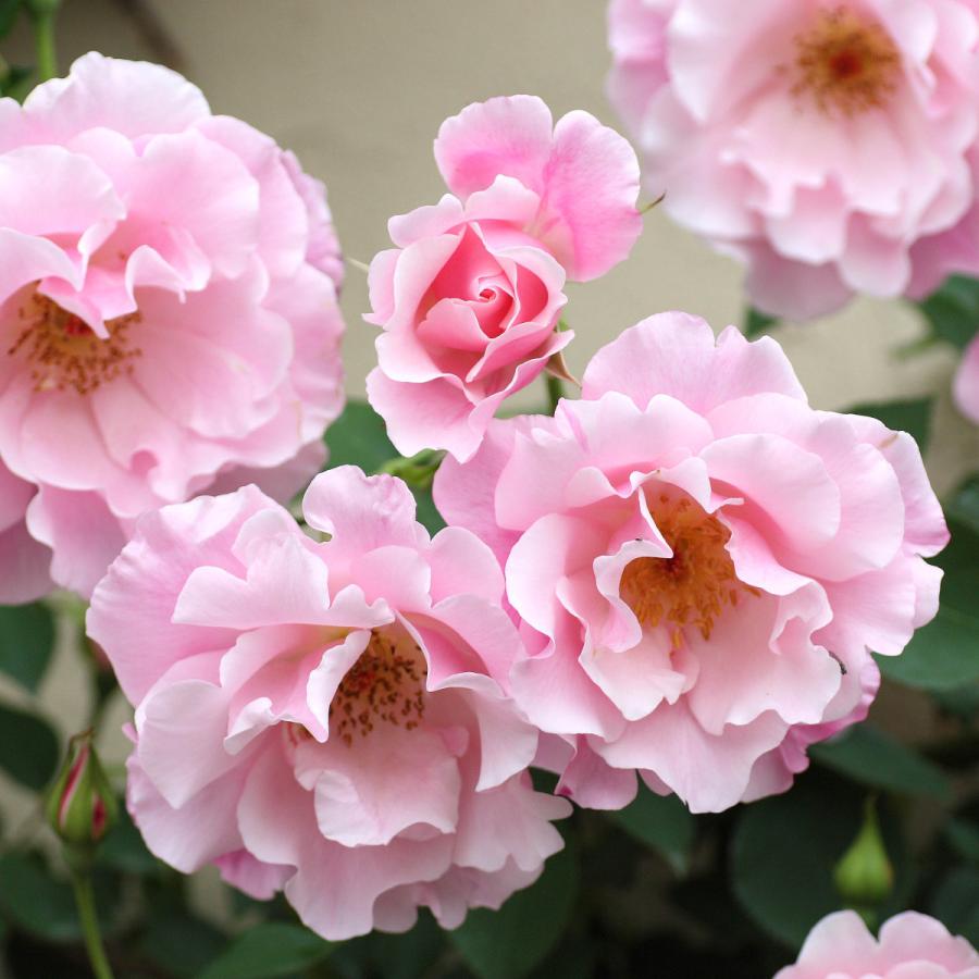 バラ苗 予約新苗 2026 スパニッシュ ビューティー Spanish Beauty 国産