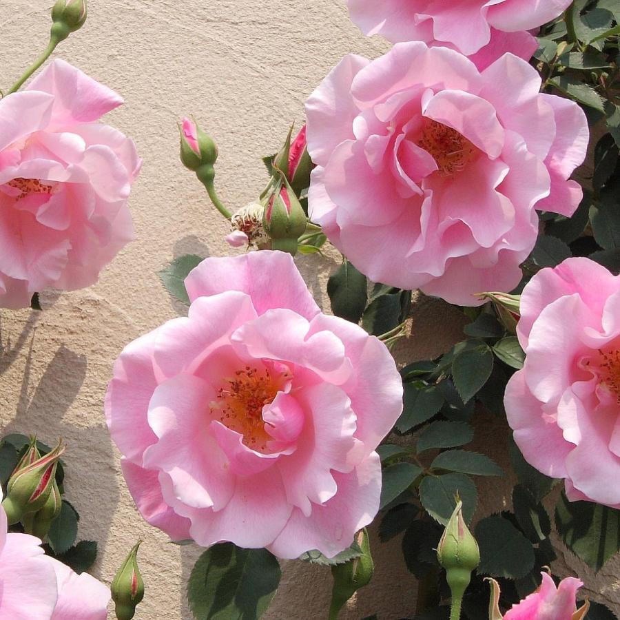 バラ苗 予約新苗 2026 スパニッシュ ビューティー Spanish Beauty 国産