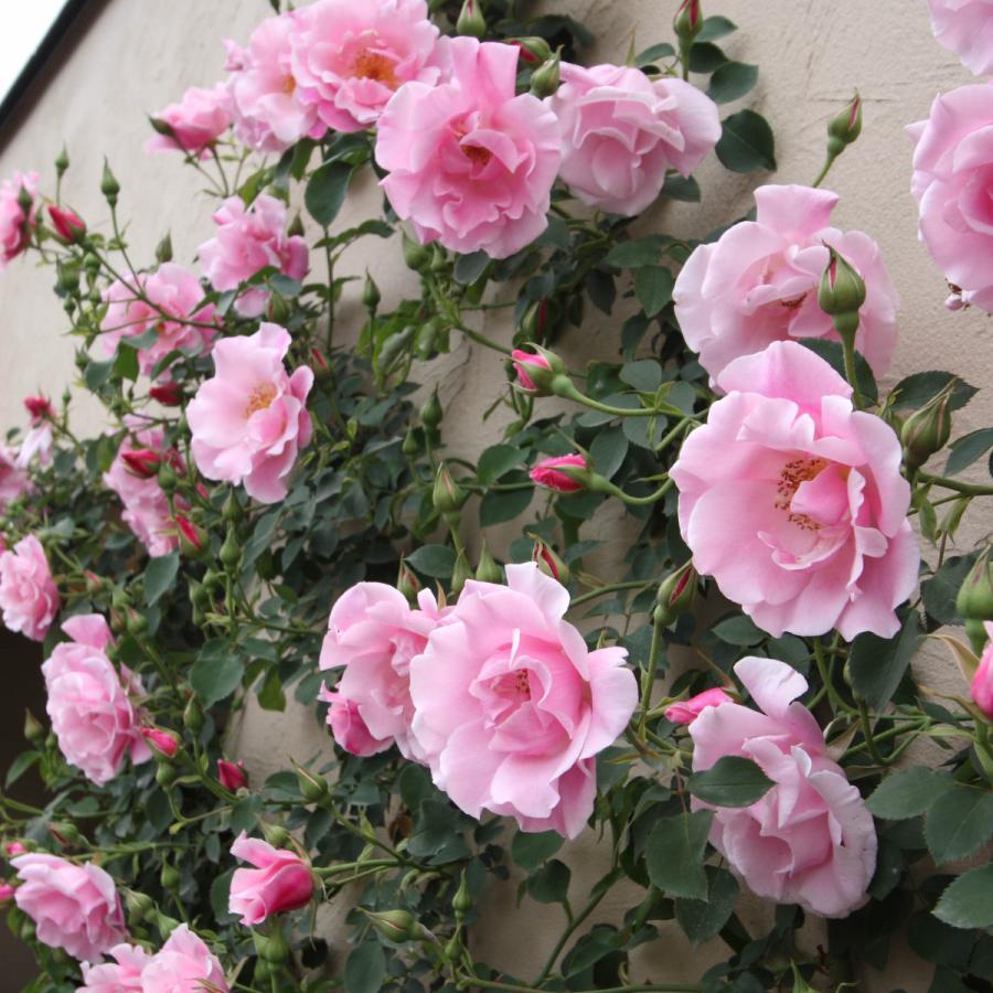 バラ苗 予約新苗 2026 スパニッシュ ビューティー Spanish Beauty 国産