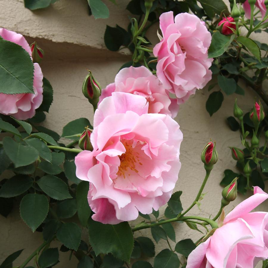 バラ苗 予約新苗 2026 スパニッシュ ビューティー Spanish Beauty 国産