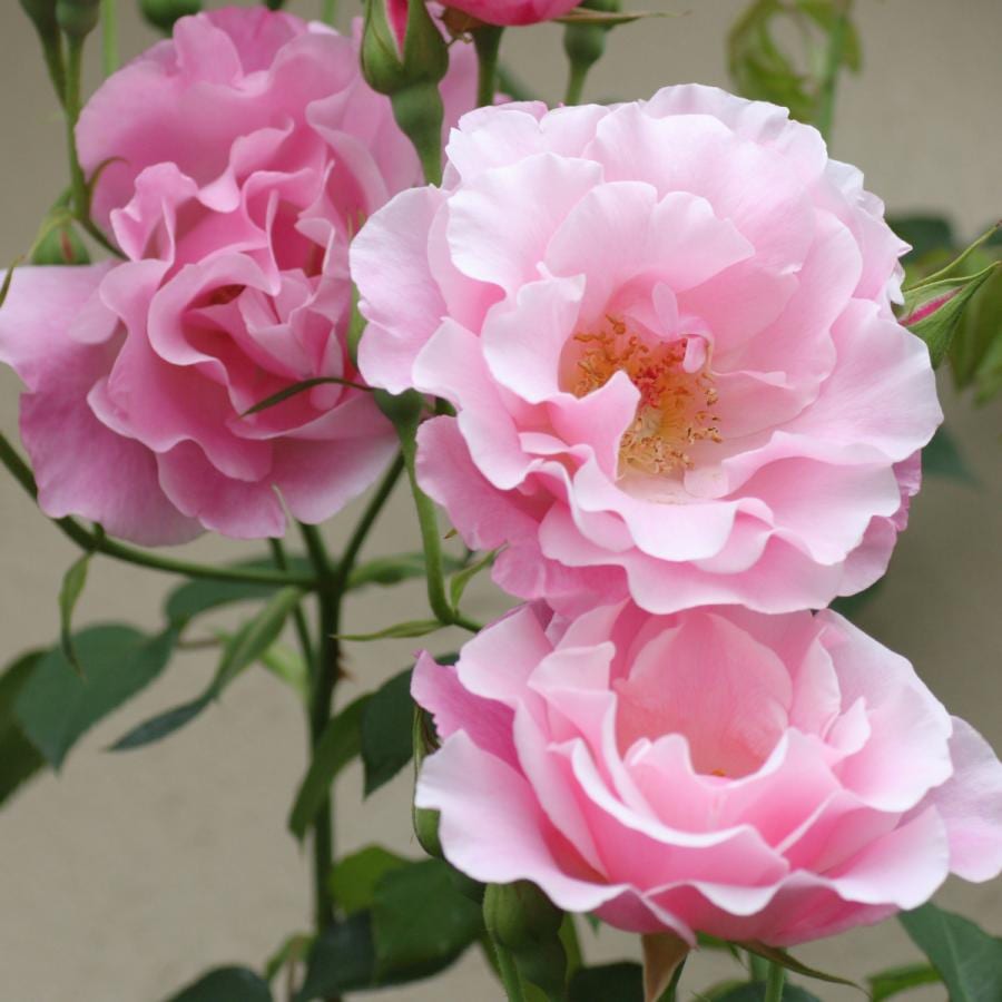 バラ苗 予約新苗 2026 スパニッシュ ビューティー Spanish Beauty 国産