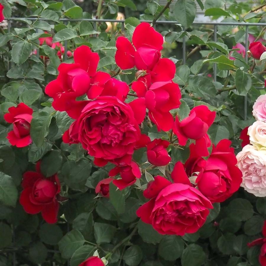 バラ苗 予約新苗 2026 フロレンティーナ Florentina 国産ノイバラ台木