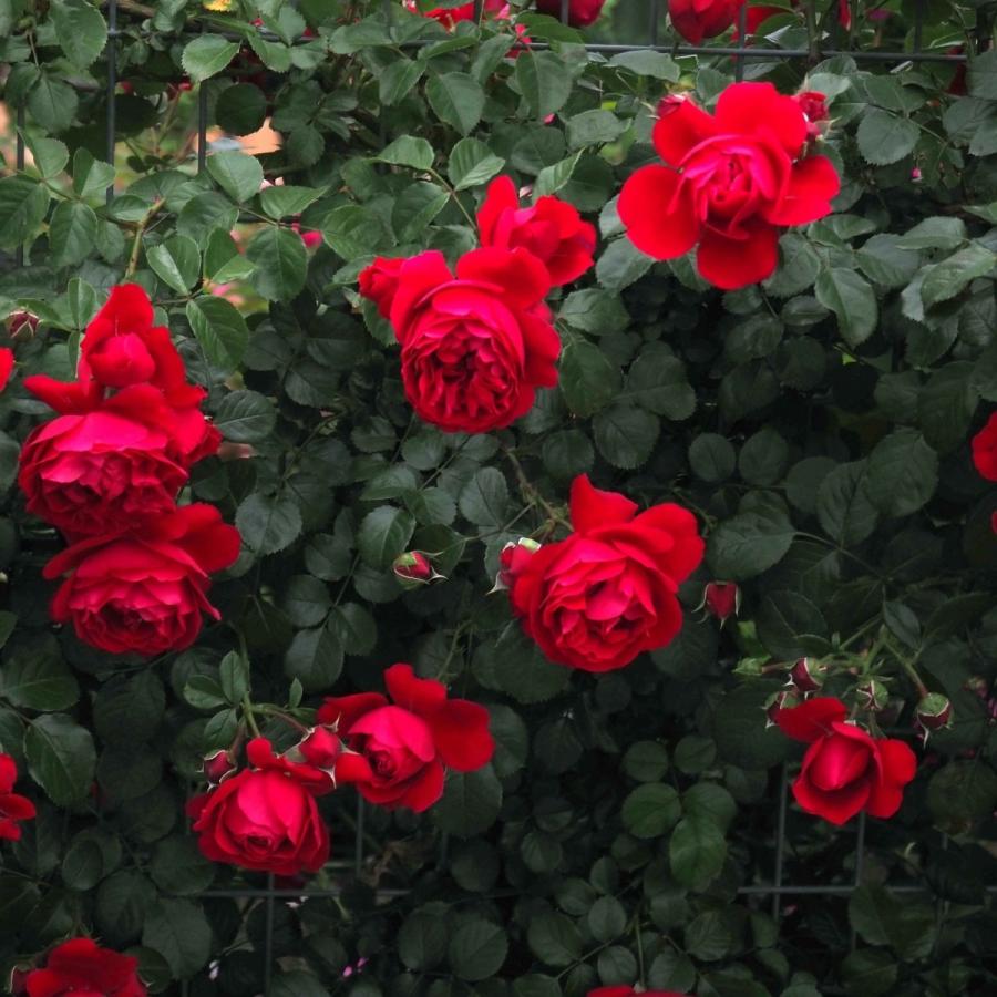 バラ苗 予約新苗 2026 フロレンティーナ Florentina 国産ノイバラ台木