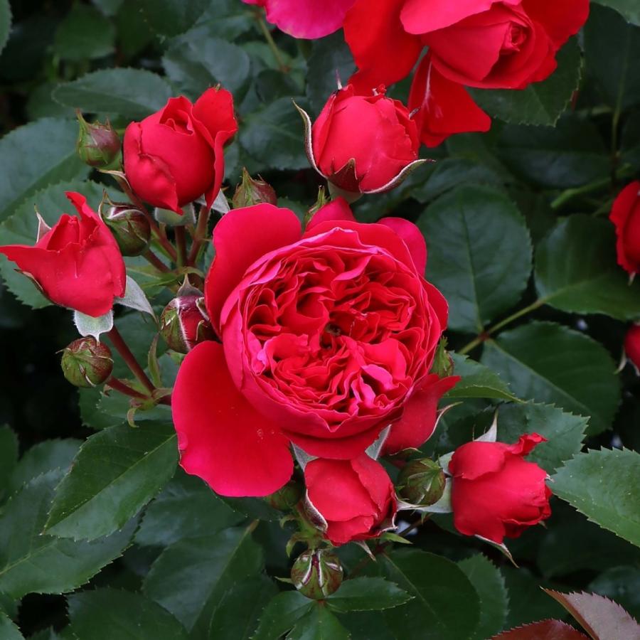 バラ苗 予約新苗 2026 フロレンティーナ Florentina 国産ノイバラ台木