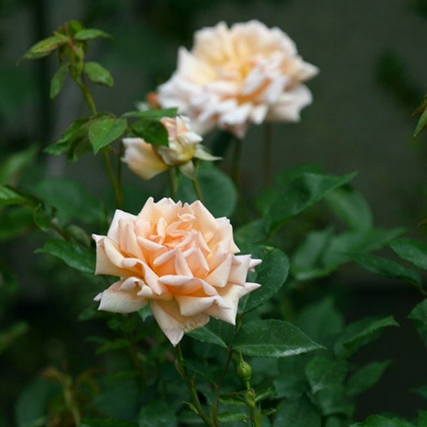 ♡Atsushi様♡ご予約　バラ苗 ♡Atsushi様♡ご予約 バラ苗