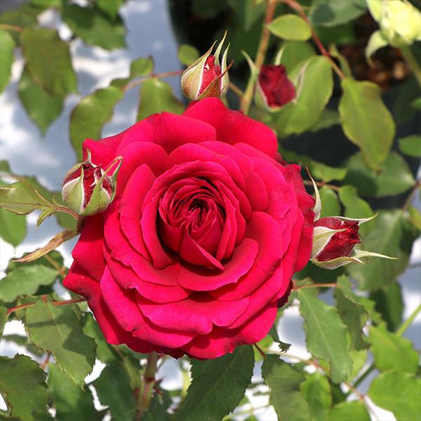 バラ苗 予約大苗 2026 アンクレット Anklet 国産ノイバラ台木使用