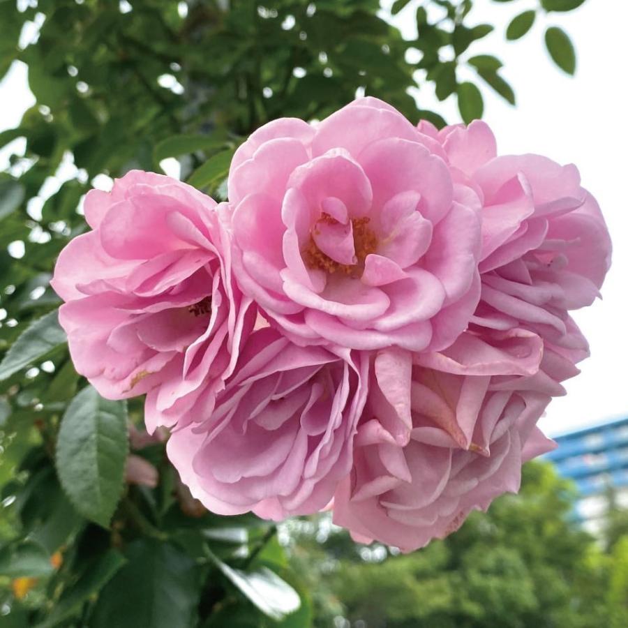 バラ苗 予約新苗 2026 プロローグ Prologue 国産ノイバラ台木使用