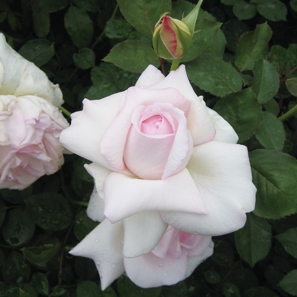 バラ苗 図鑑 サラスヴァティー Saraawati 国産ノイバラ台木使用 | 系統