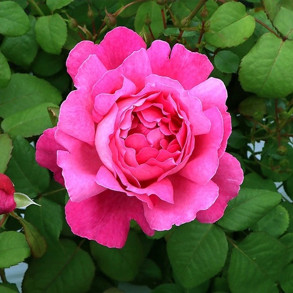 バラ苗 予約大苗 2026 イフ アイ フェル If I Fell 国産ノイバラ台木