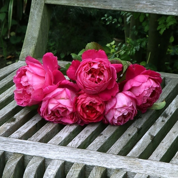 バラ苗 予約大苗 2026 イフ アイ フェル If I Fell 国産ノイバラ台木