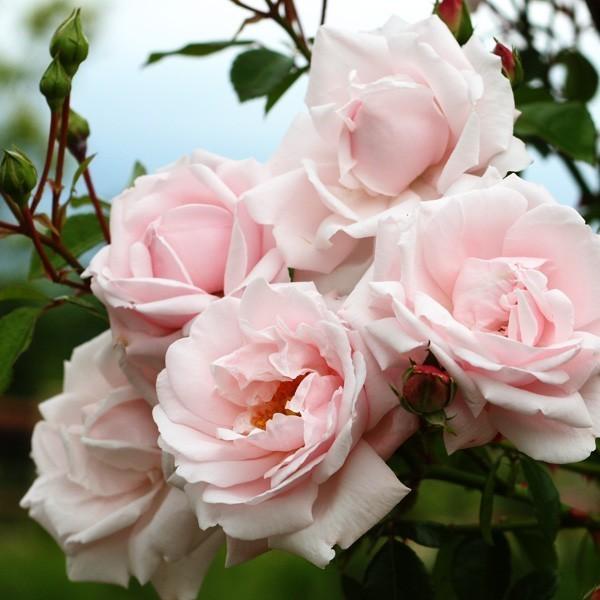 1_000000004714.jpg?1755147237 1_000000004714.jpg?1755147237