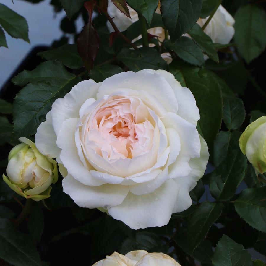 バラ苗 予約新苗 2026 ボレロ Bolero 国産ノイバラ台木使用 | 無農薬や