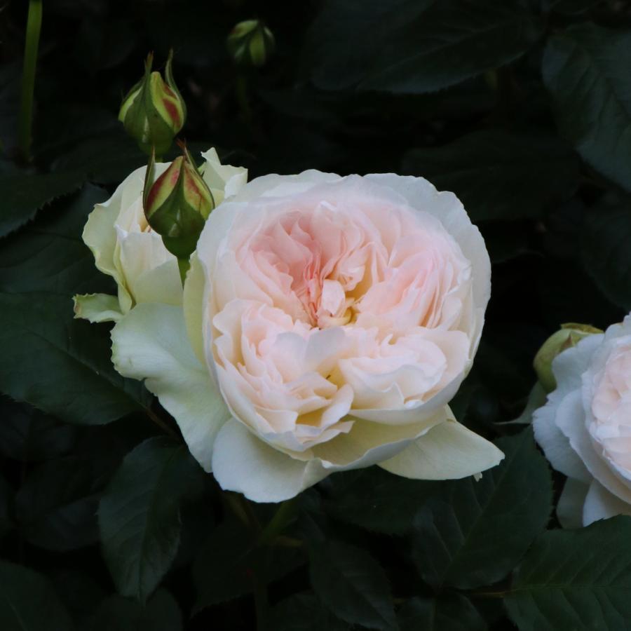 バラ苗 予約新苗 2026 ボレロ Bolero 国産ノイバラ台木使用 | 予約新苗