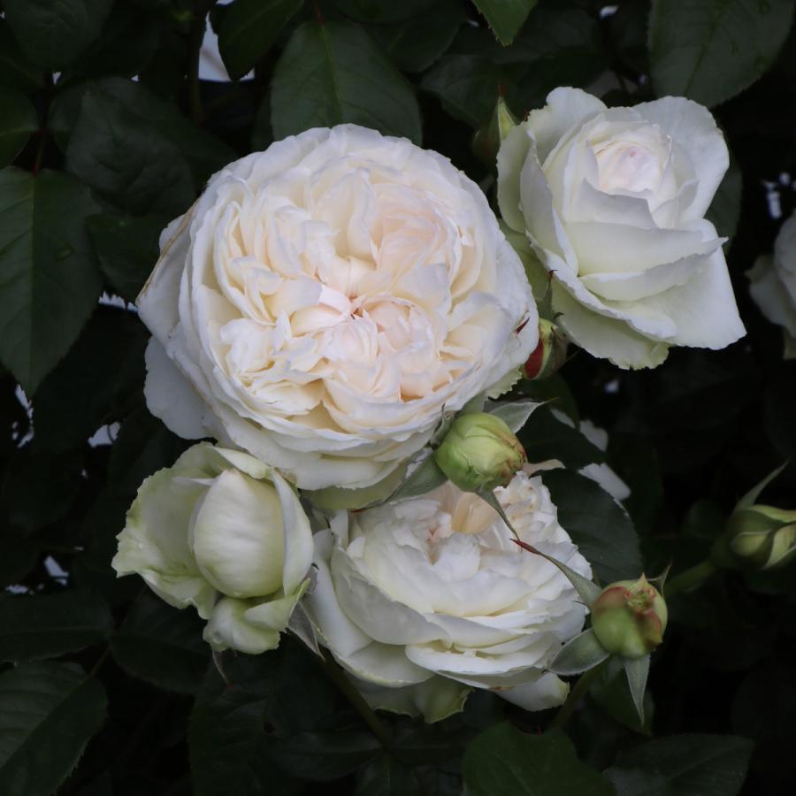 バラ苗 予約新苗 2026 ボレロ Bolero 国産ノイバラ台木使用 | 予約新苗