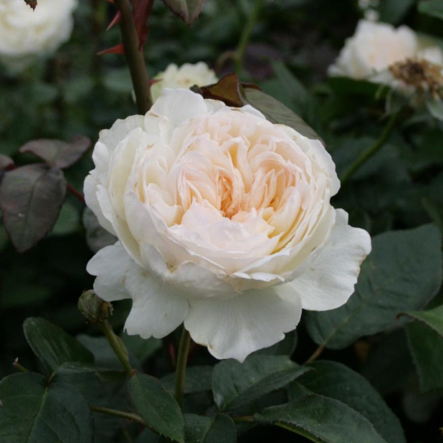 バラ苗 予約新苗 2026 ボレロ Bolero 国産ノイバラ台木使用 | 予約新苗