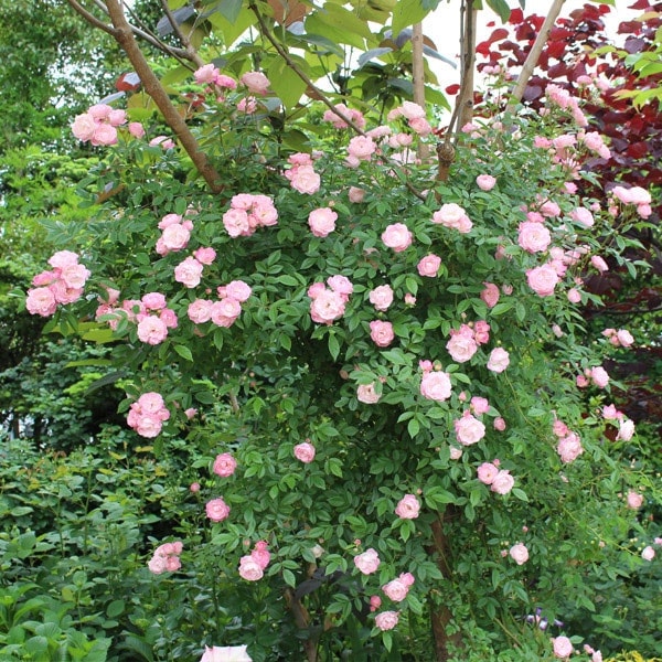 バラ苗 鉢植え6寸 2025 玉鬘 Tamakazura 国産ノイバラ台木使用