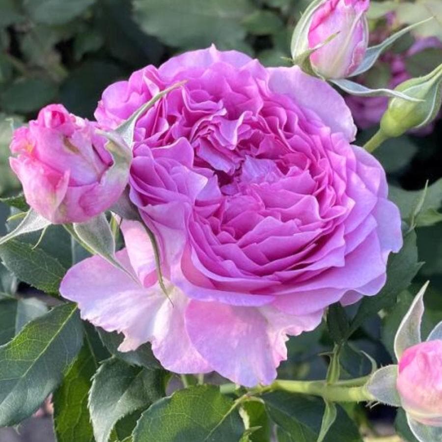 バラ苗 大苗 2026 ウィズアウトユー With out you 国産ノイバラ台木