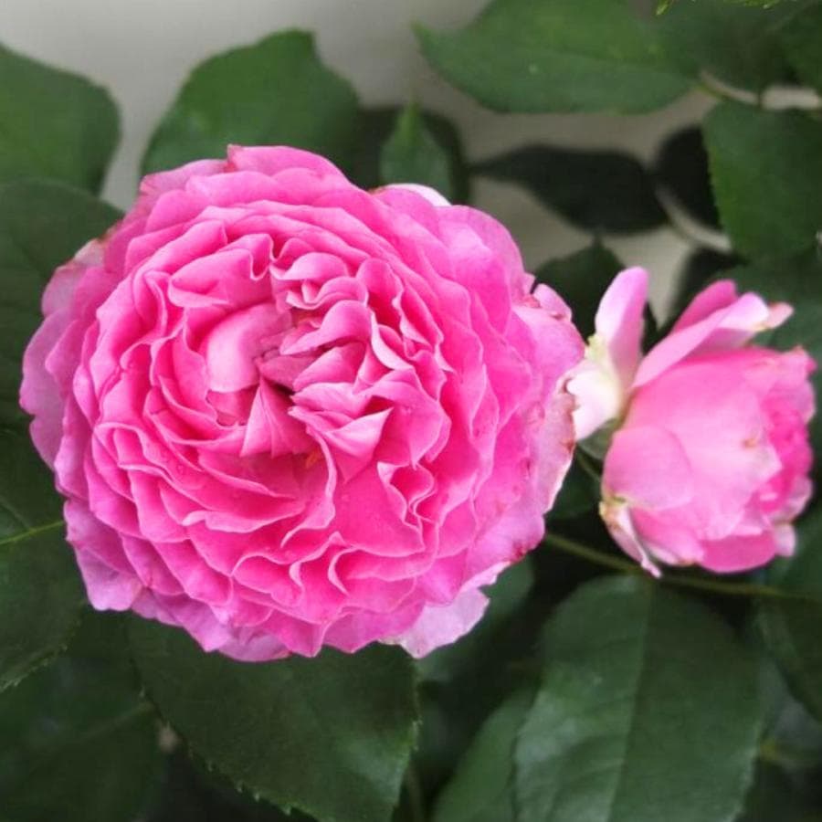 バラ苗 大苗 2026 ウィズアウトユー With out you 国産ノイバラ台木