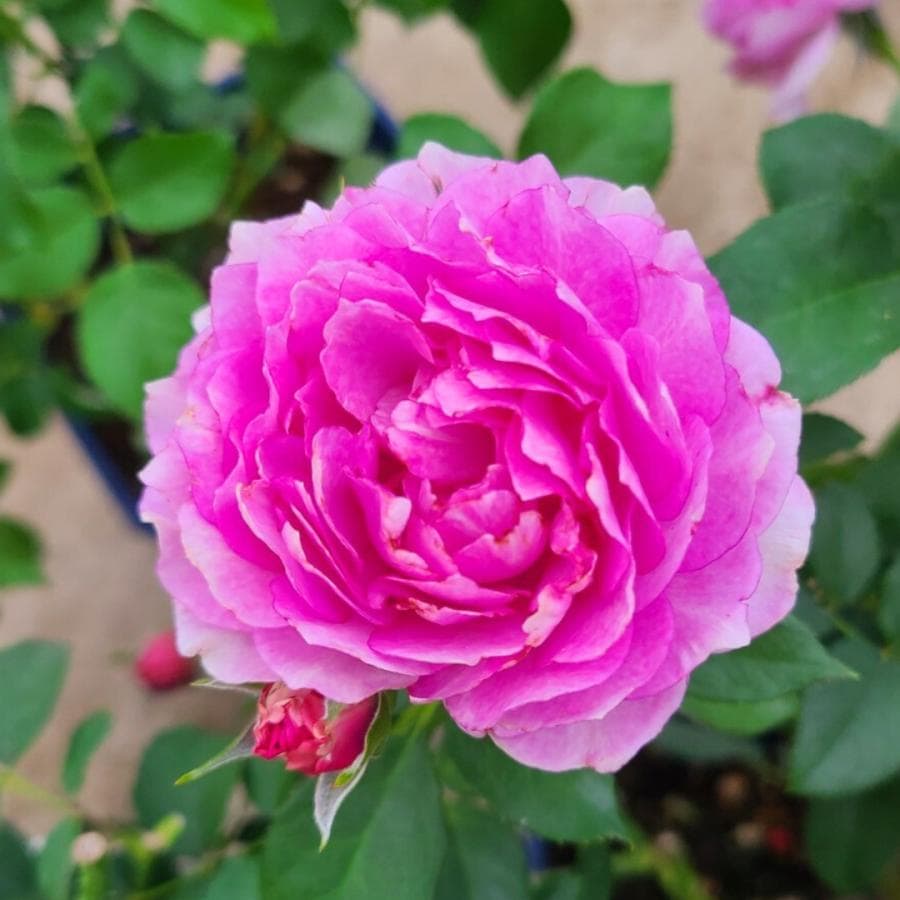 バラ苗 大苗 2026 ウィズアウトユー With out you 国産ノイバラ台木