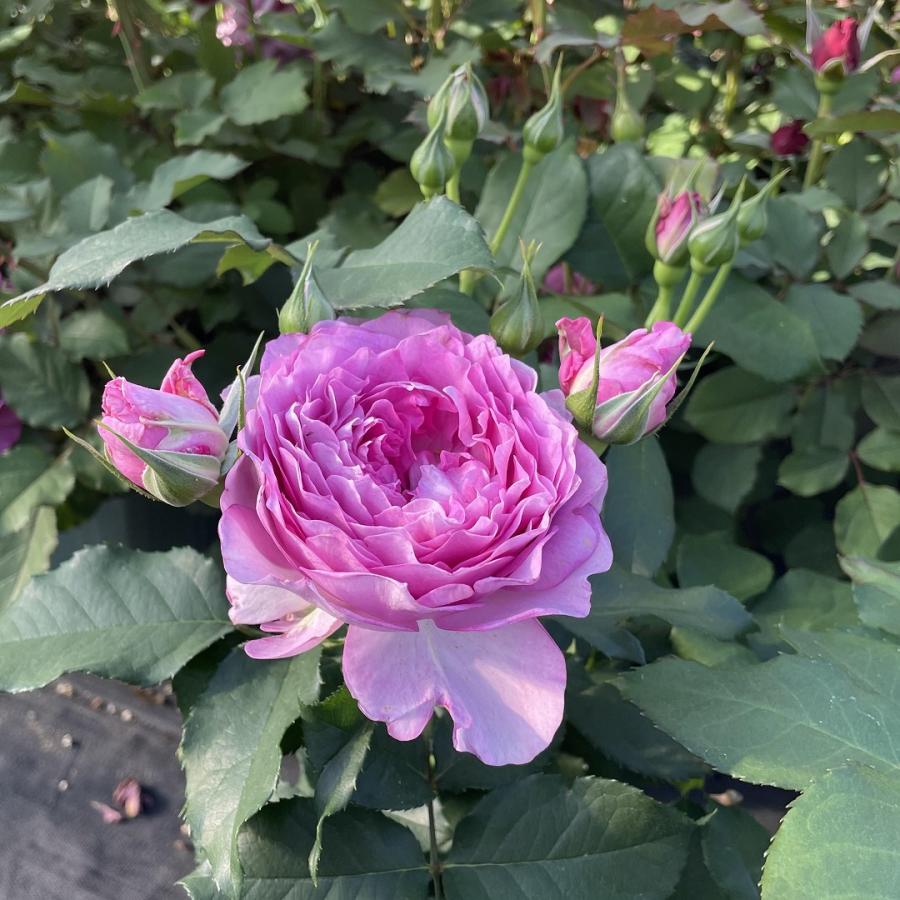 Yunth バラ売り可 最大3個 バラ希望の場合はコメントください shunpo