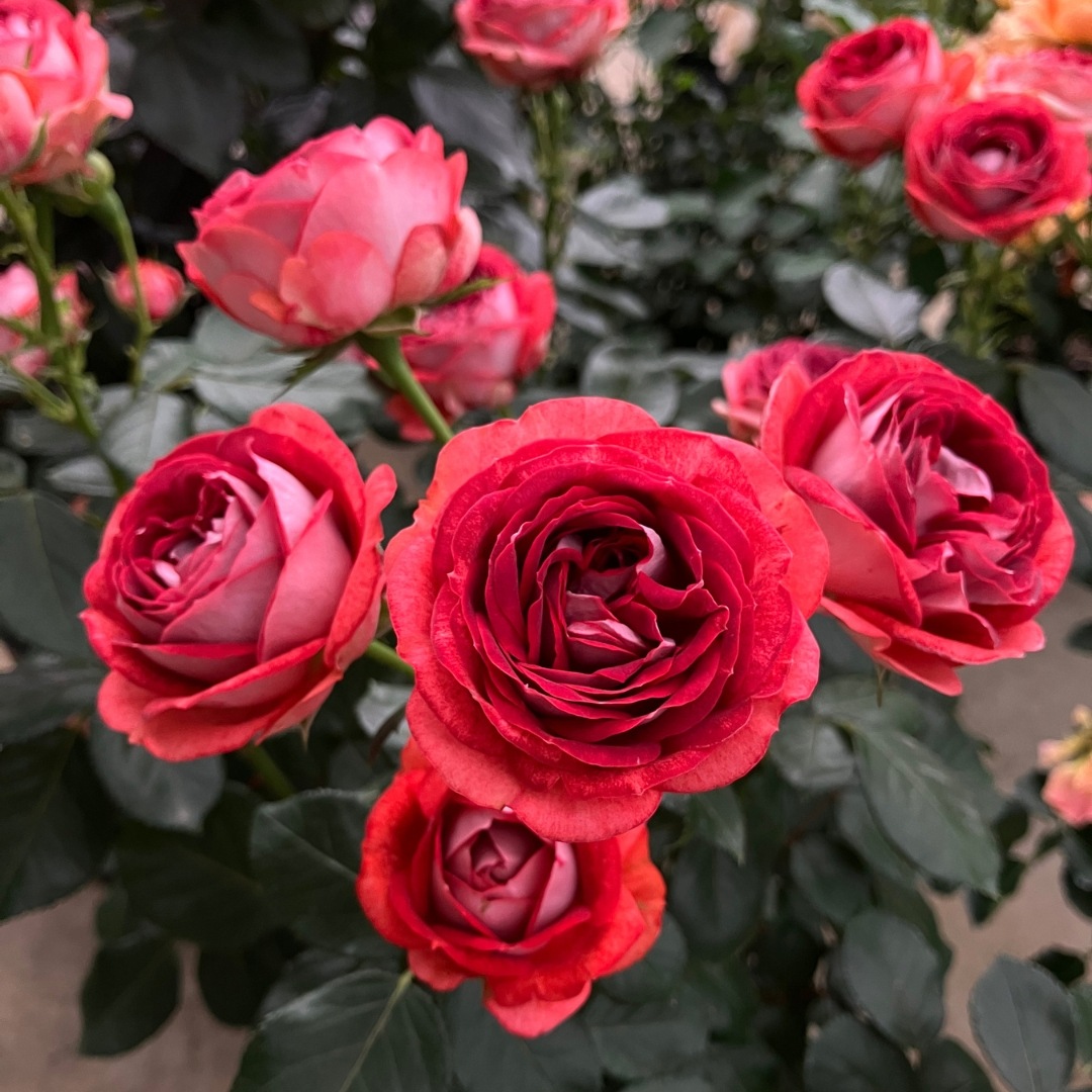 バラ苗　バラ大苗　ストロベリーマカロン　レア品種 ストロベリーマカロン バラ苗｜Yahoo!フリマ（旧PayPayフリマ）