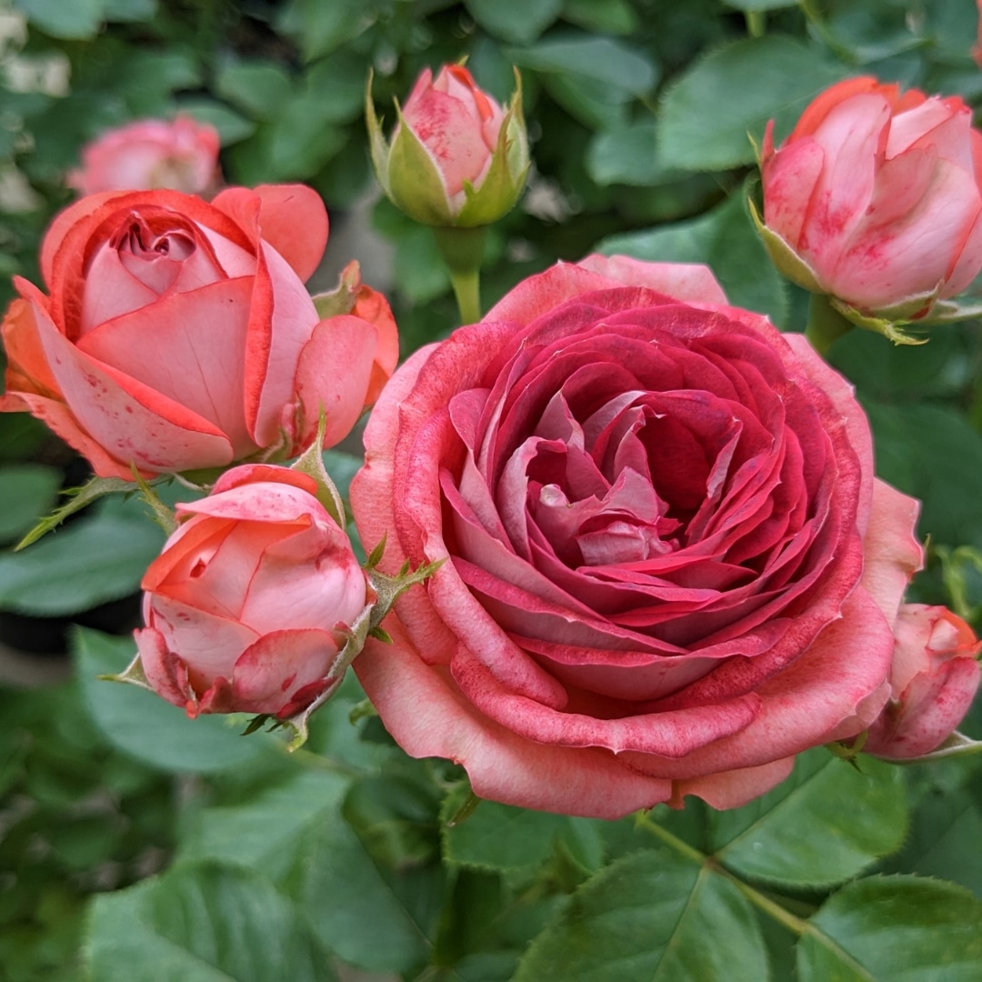 バラ苗 予約大苗 2026 ストロベリー ミスト Strawberry Mist 国産