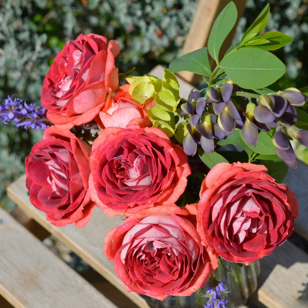 バラ苗 予約大苗 2026 ストロベリー ミスト Strawberry Mist 国産